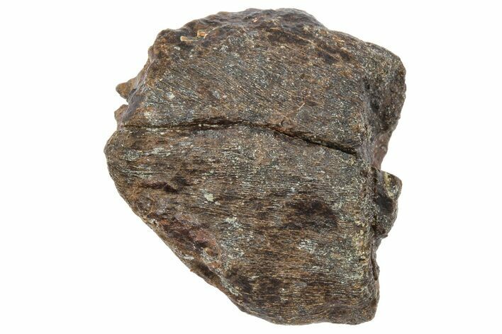 Partial Fossil Triceratops Tooth - Wyoming #364341